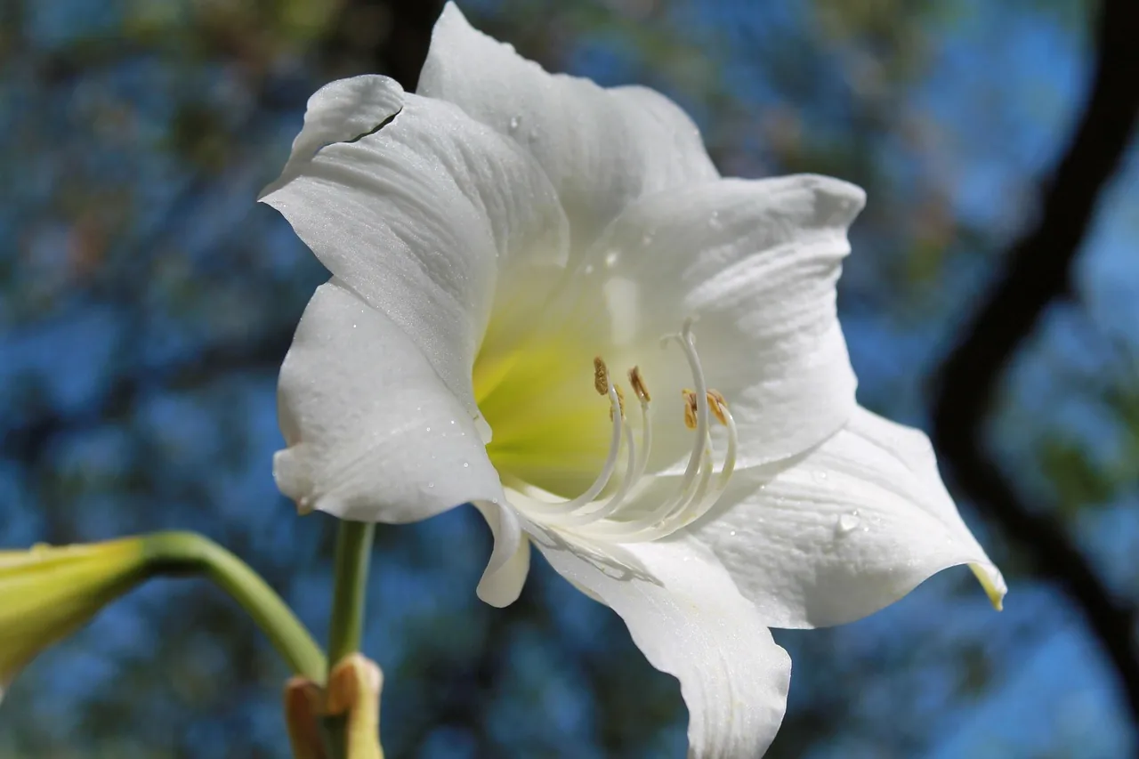 Fleurs roses d'amaryllis belladonna épanouies dans un jardin ensoleillé