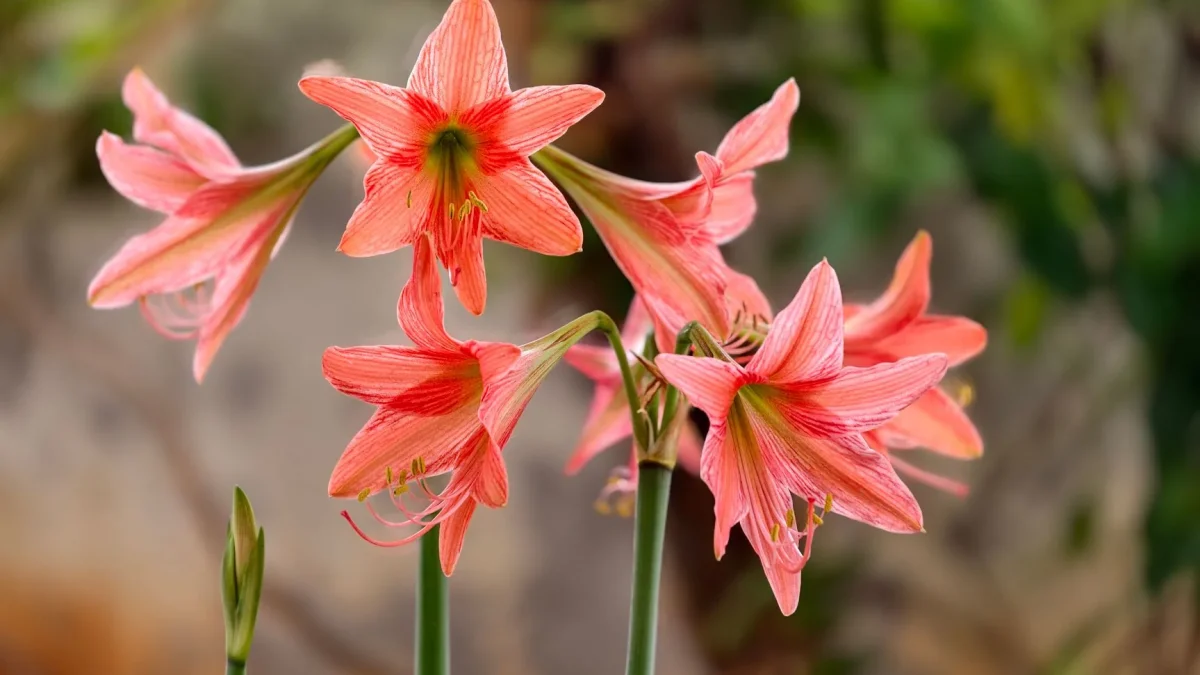 Amaryllis : origine, floraison et distinction avec l&rsquo;Hippeastrum
