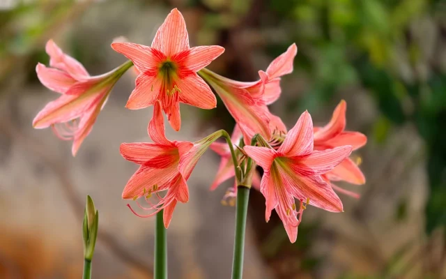 Amaryllis : origine, floraison et distinction avec l’Hippeastrum