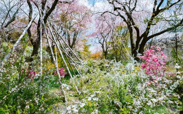 Azalée du Japon : observation botanique, floraison et conditions de culture