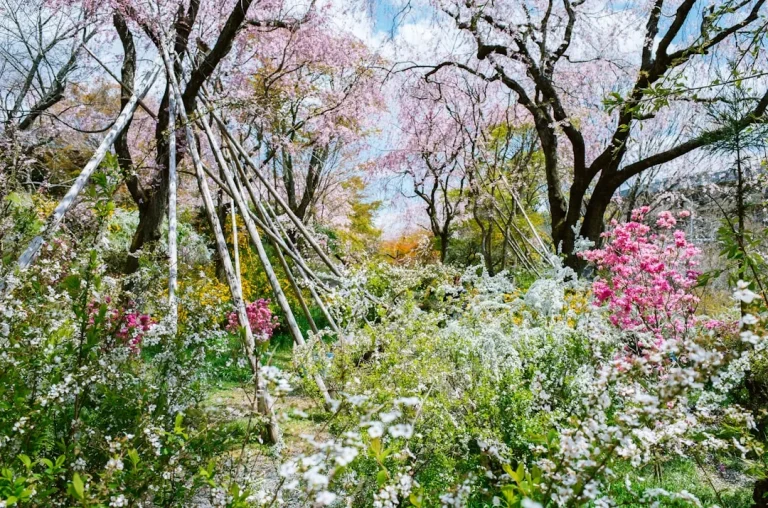 Azalée du Japon : observation botanique, floraison et conditions de culture