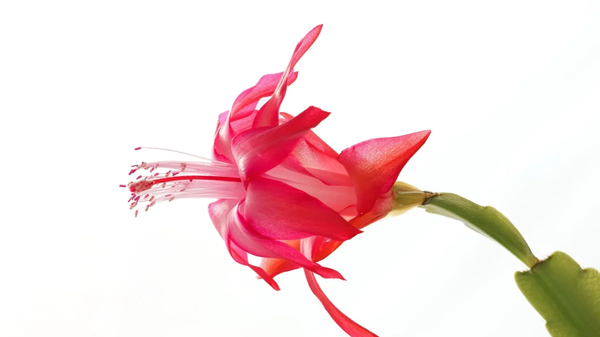 Cactus de Noël (Schlumbergera) : cycle de floraison, reconnaissance et culture en appartement