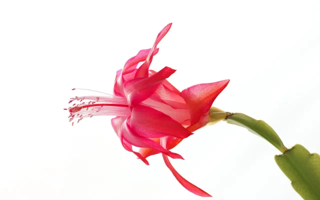 Cactus de Noël (Schlumbergera) : cycle de floraison, reconnaissance et culture en appartement