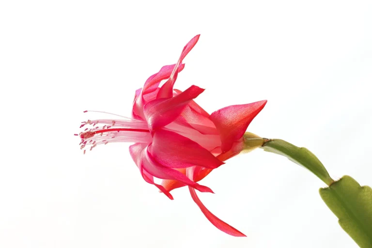 Cactus de Noël (Schlumbergera) : cycle de floraison, reconnaissance et culture en appartement