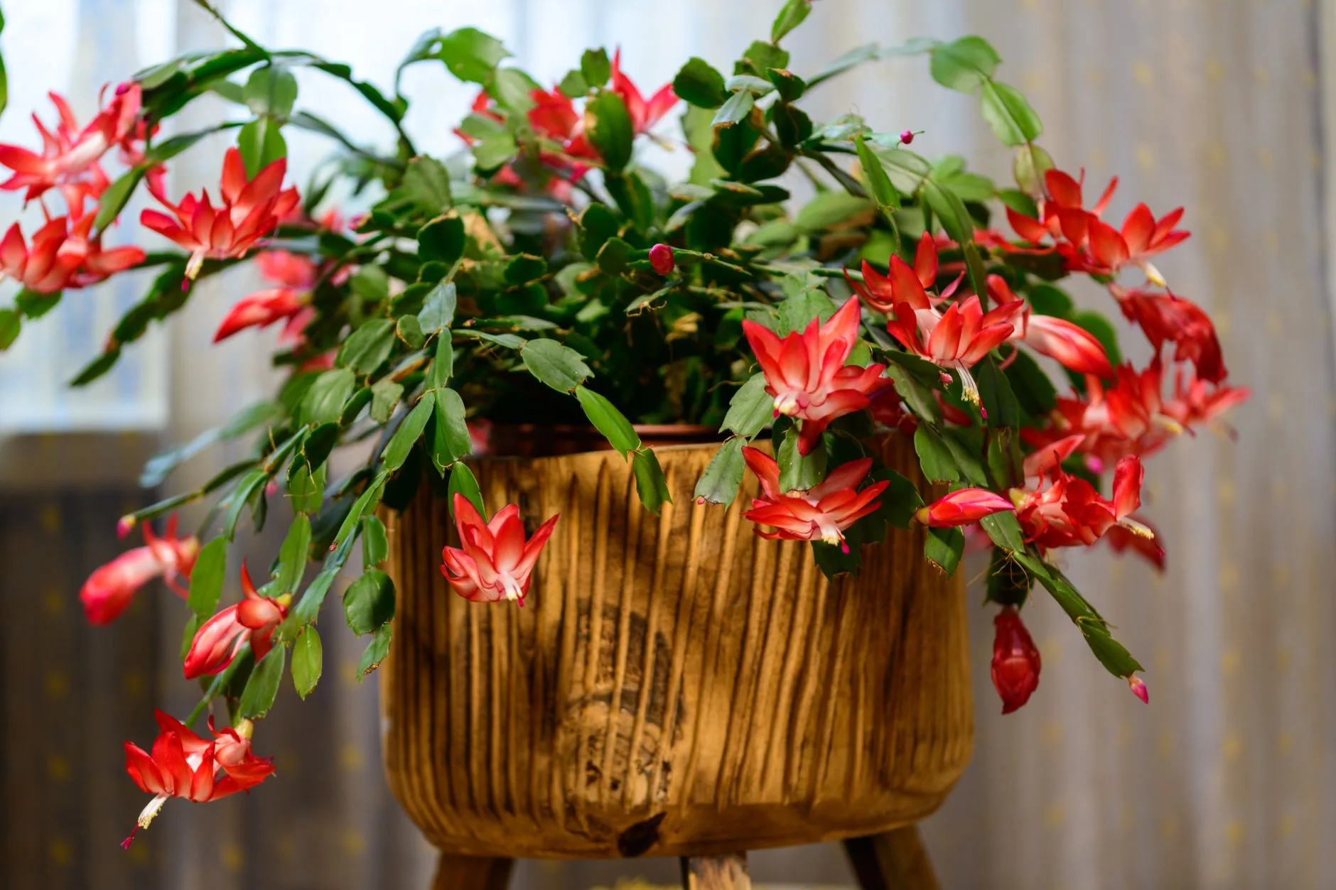 Cactus de Noël Schlumbergera en fleur rose et blanche pendant l'hiver