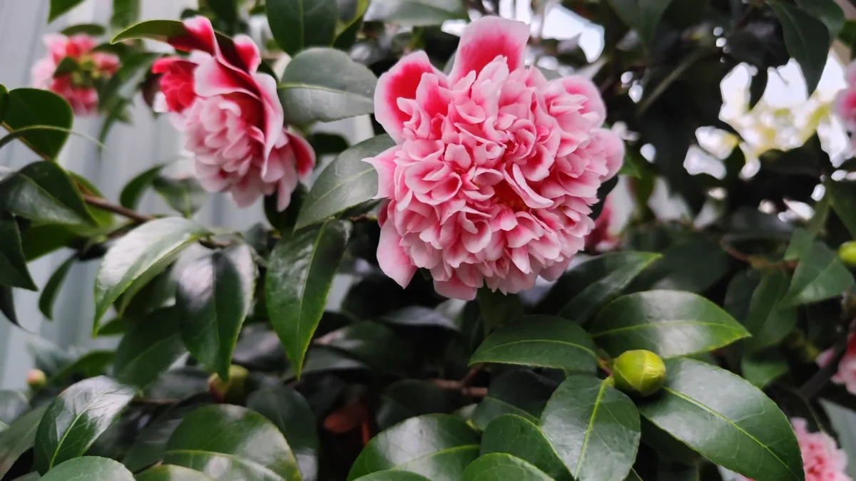 Camélia du Japon : floraison, identification et culture selon les saisons