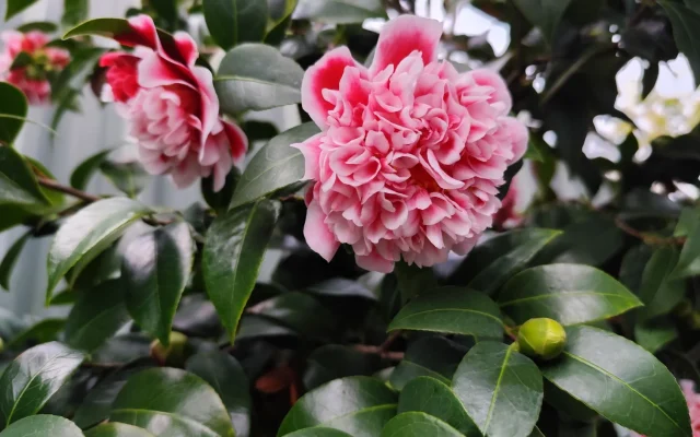 Camélia du Japon : floraison, identification et culture selon les saisons