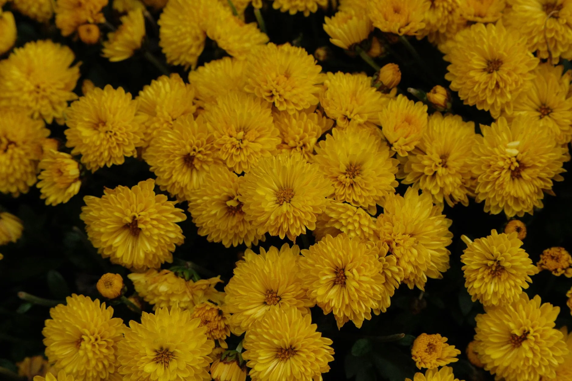 Arrangement floral automnal de chrysanthèmes aux couleurs symboliques vibrantes