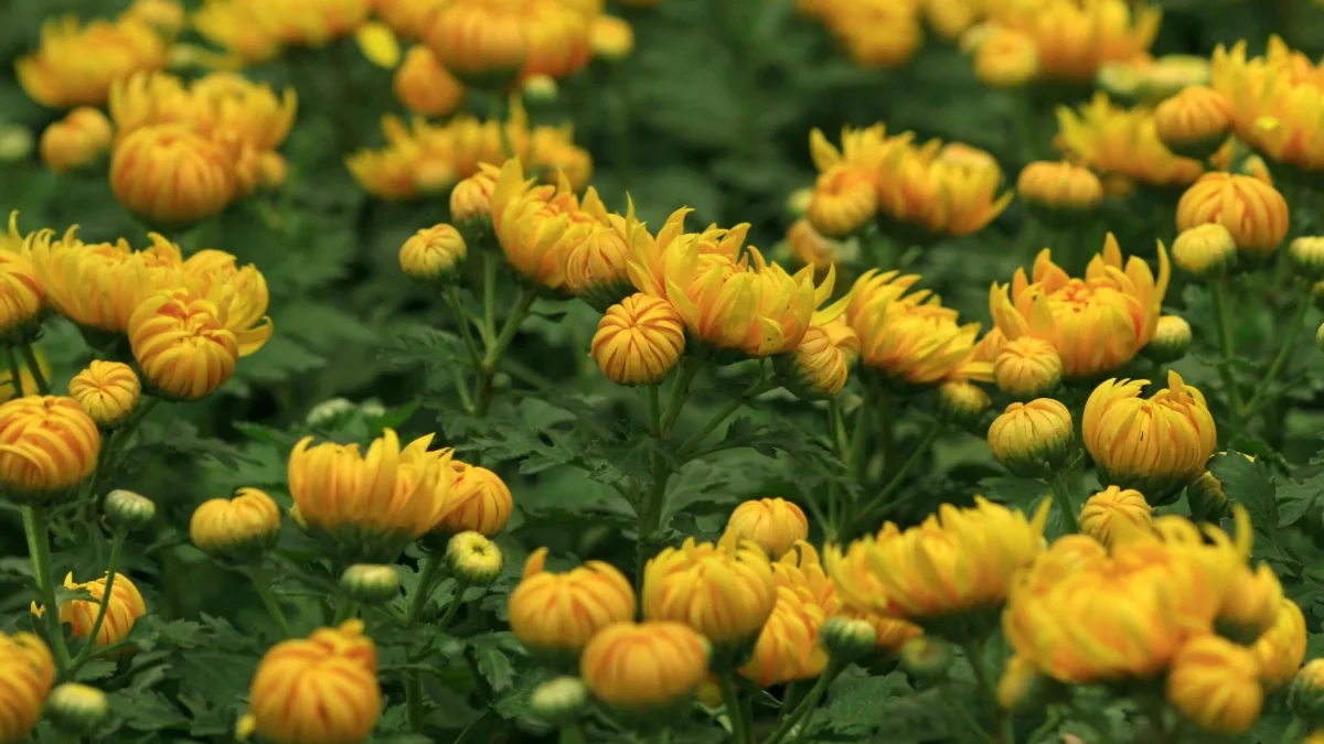 Chrysanthème : signification, origines et déclinaisons selon les cultures