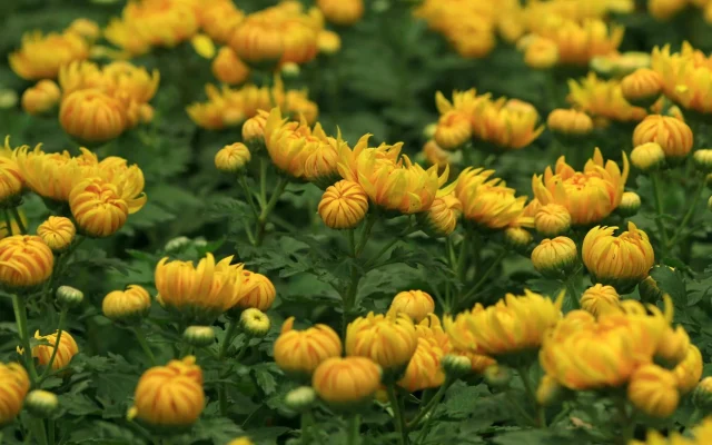 Chrysanthème : signification, origines et déclinaisons selon les cultures