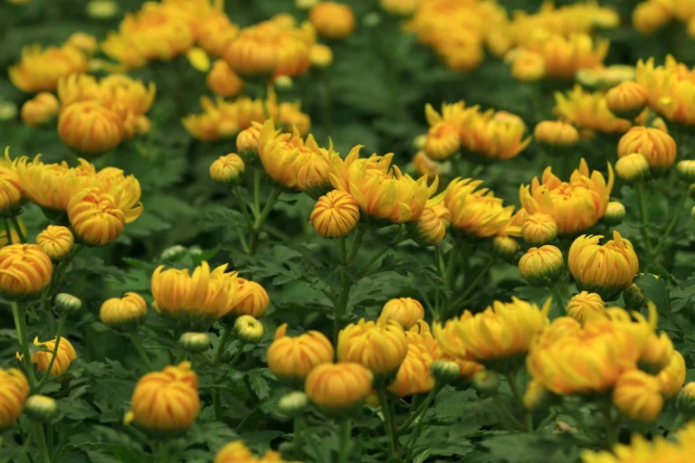 Chrysanthème : signification, origines et déclinaisons selon les cultures
