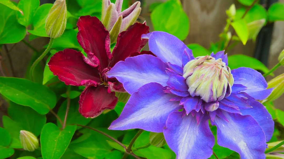 Clématite aux fleurs roses et blanches délicates dans un jardin d'été
