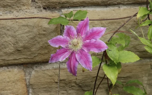 Clématite (*Clematis*) : reconnaître, cultiver et observer cette grimpante selon les saisons