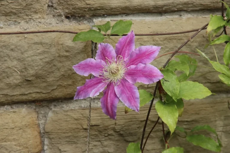 Clématite (Clematis) : reconnaître, cultiver et observer cette grimpante selon les saisons