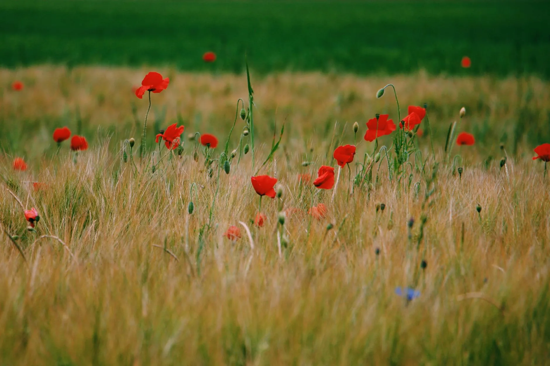 Un champ de coquelicots rouges sauvages ondulant parmi les céréales en France