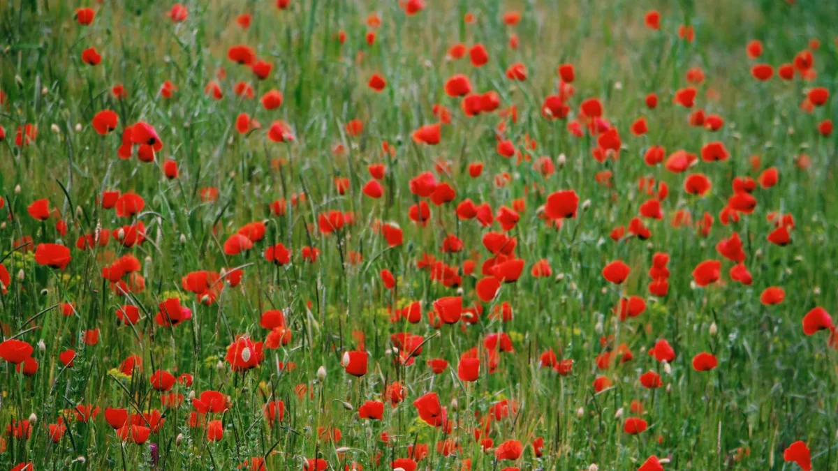 Le coquelicot : reconnaître, observer et situer la plante messicole selon les saisons