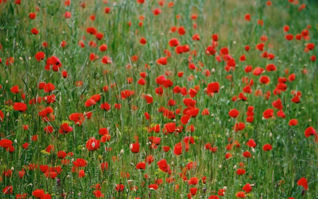 Le coquelicot : reconnaître, observer et situer la plante messicole selon les saisons