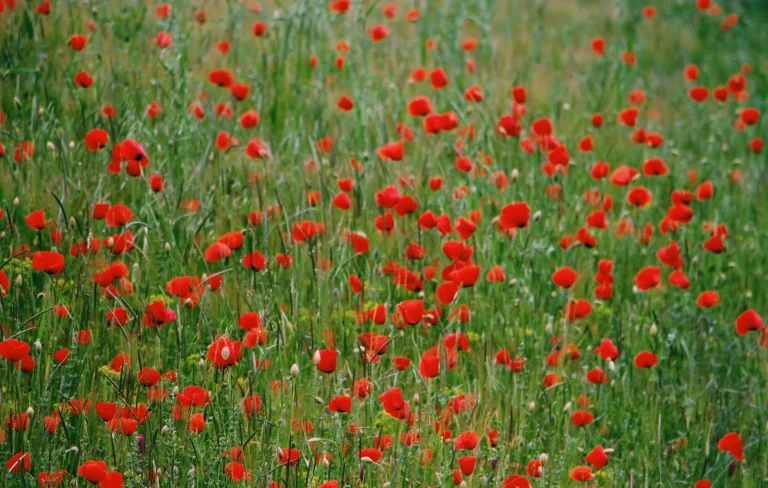 Le coquelicot : reconnaître, observer et situer la plante messicole selon les saisons