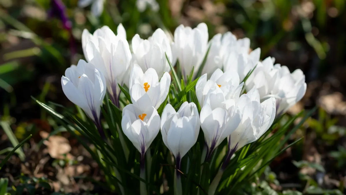 Crocus : reconnaître, observer et comprendre cette fleur de fin d’hiver