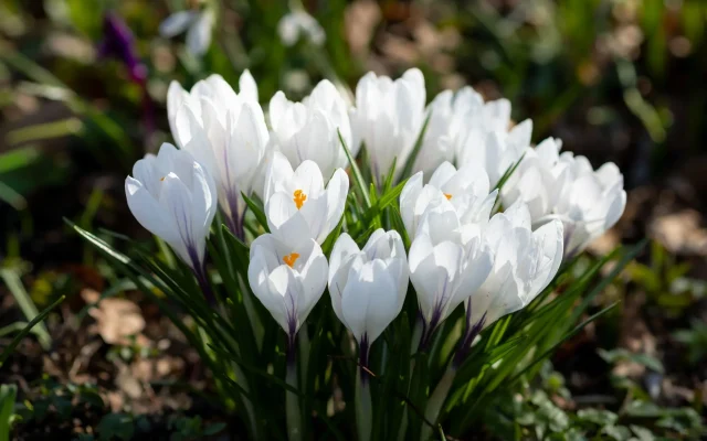 Crocus : reconnaître, observer et comprendre cette fleur de fin d’hiver