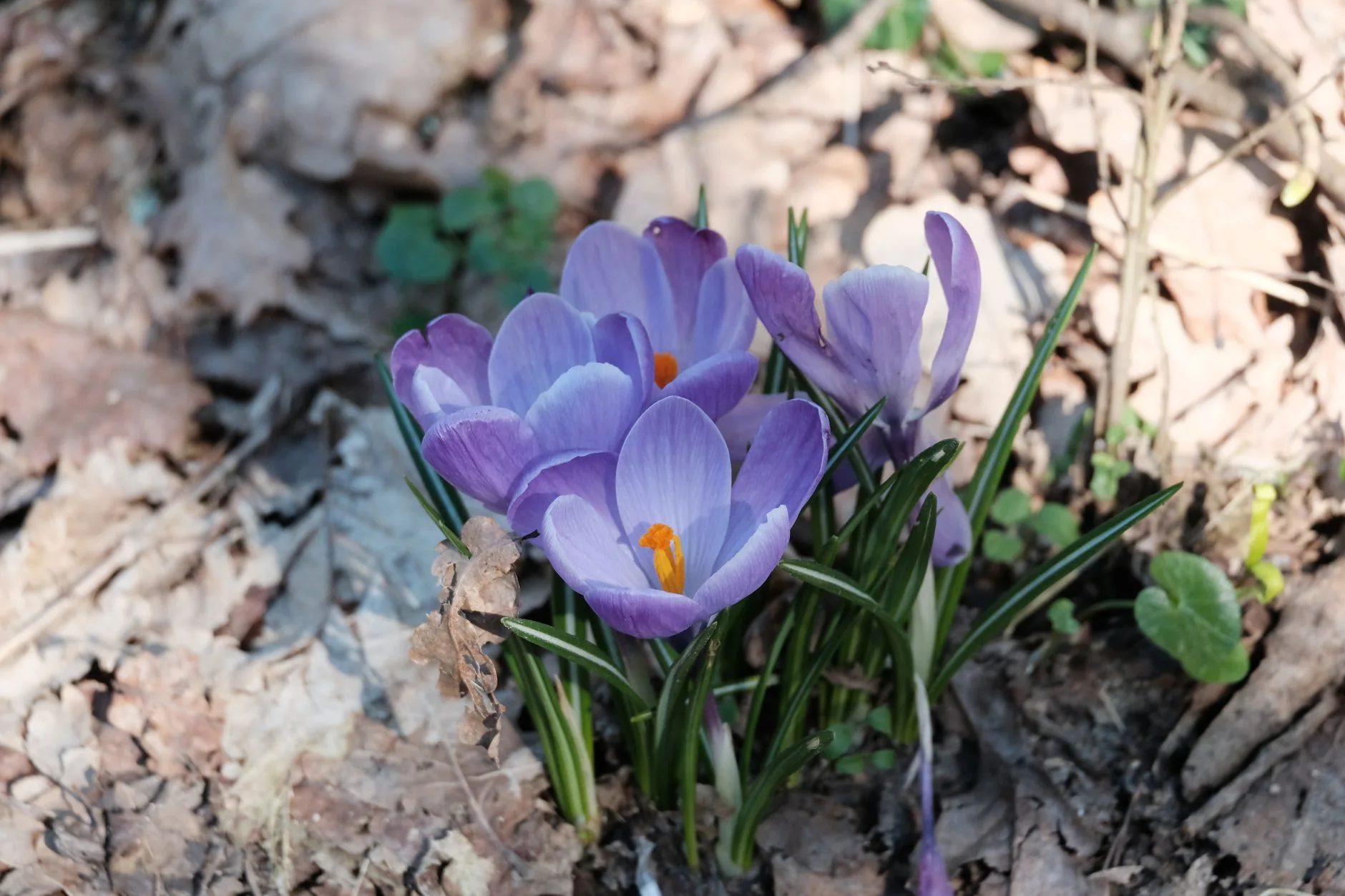 Crocus colorés en fleur dans une prairie au cœur du printemps précoce