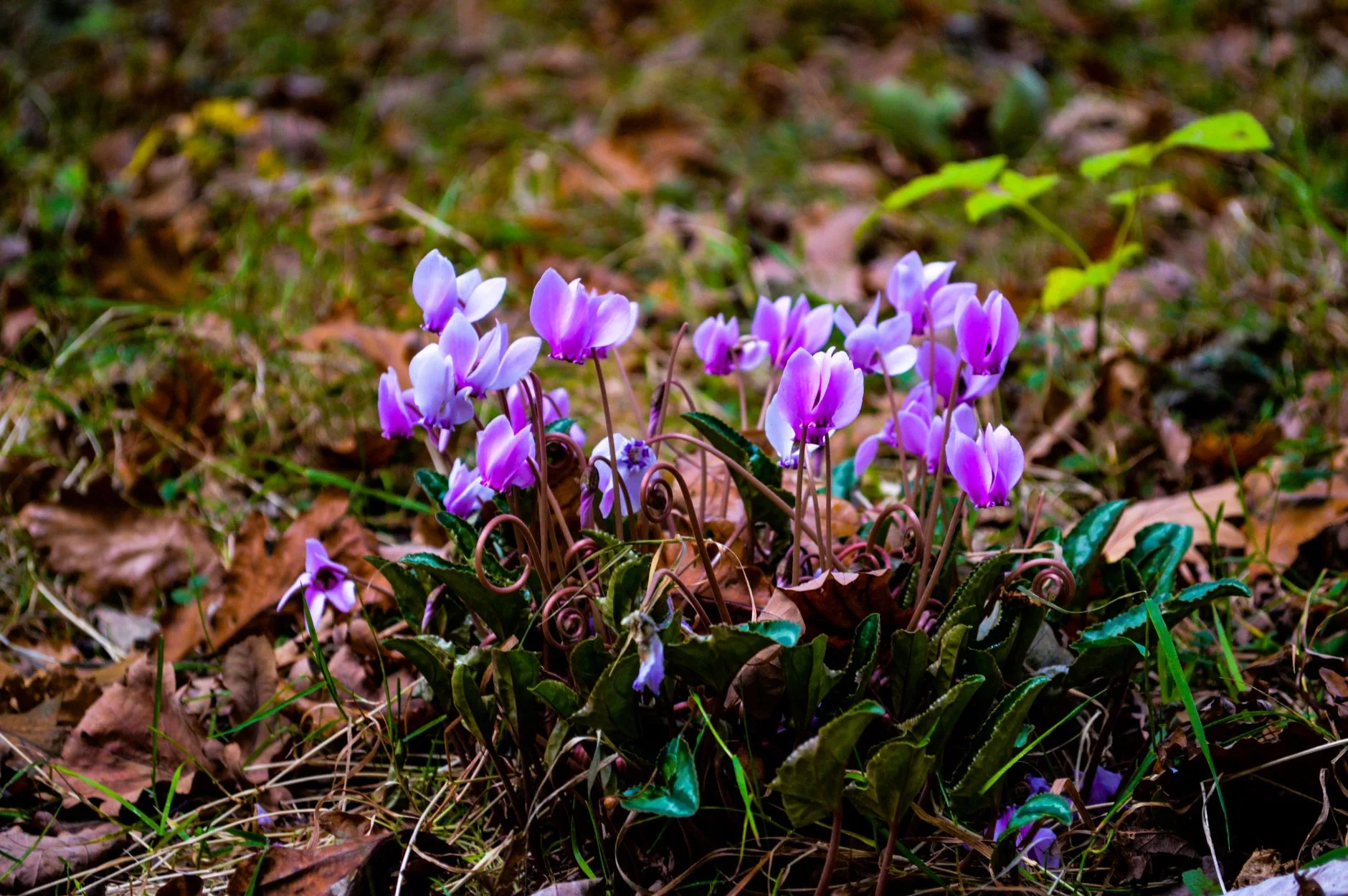Fleurs de cyclamen sauvages en automne, botanique naturelle et délicate