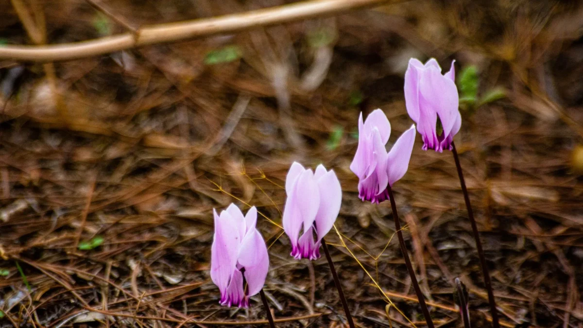 Cyclamen de Naples (*Cyclamen hederifolium*) : botanique, cycle saisonnier et naturalisation