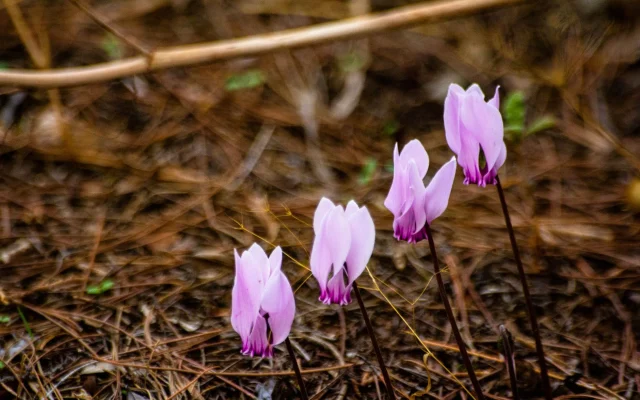 Cyclamen de Naples (*Cyclamen hederifolium*) : botanique, cycle saisonnier et naturalisation