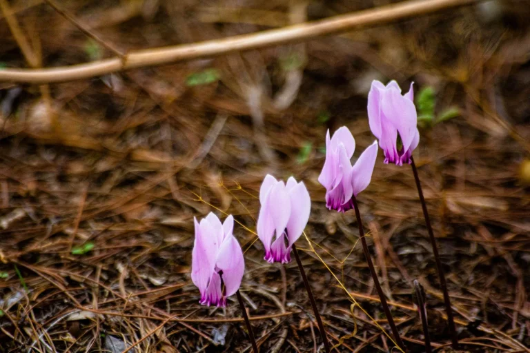 Cyclamen de Naples (Cyclamen hederifolium) : botanique, cycle saisonnier et naturalisation