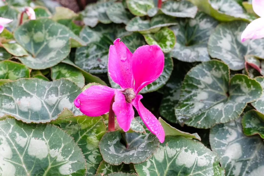 Cyclamen de Naples en fleurs d'automne dans un jardin de château historique