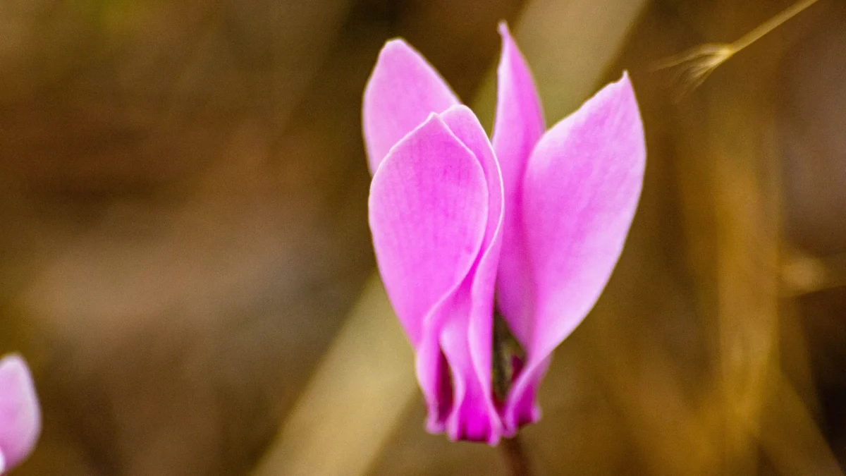 Cyclamen : reconnaître, observer et cultiver les espèces botaniques en France
