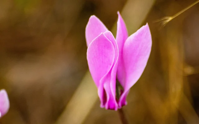 Cyclamen : reconnaître, observer et cultiver les espèces botaniques en France