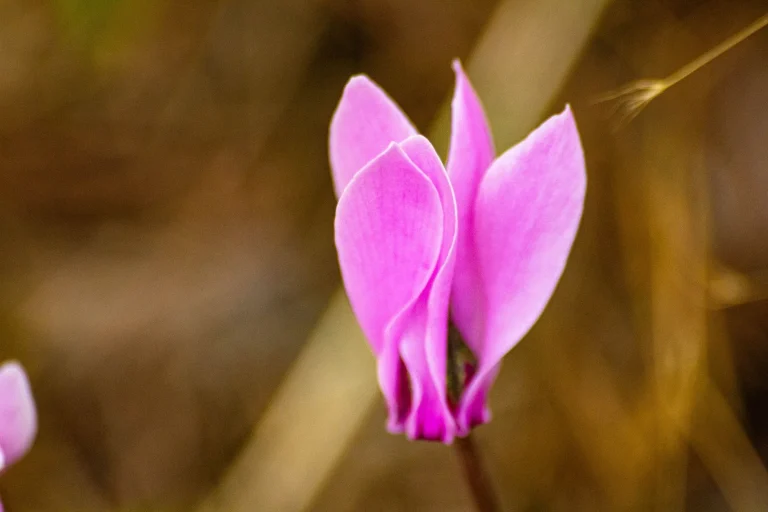 Cyclamen : reconnaître, observer et cultiver les espèces botaniques en France