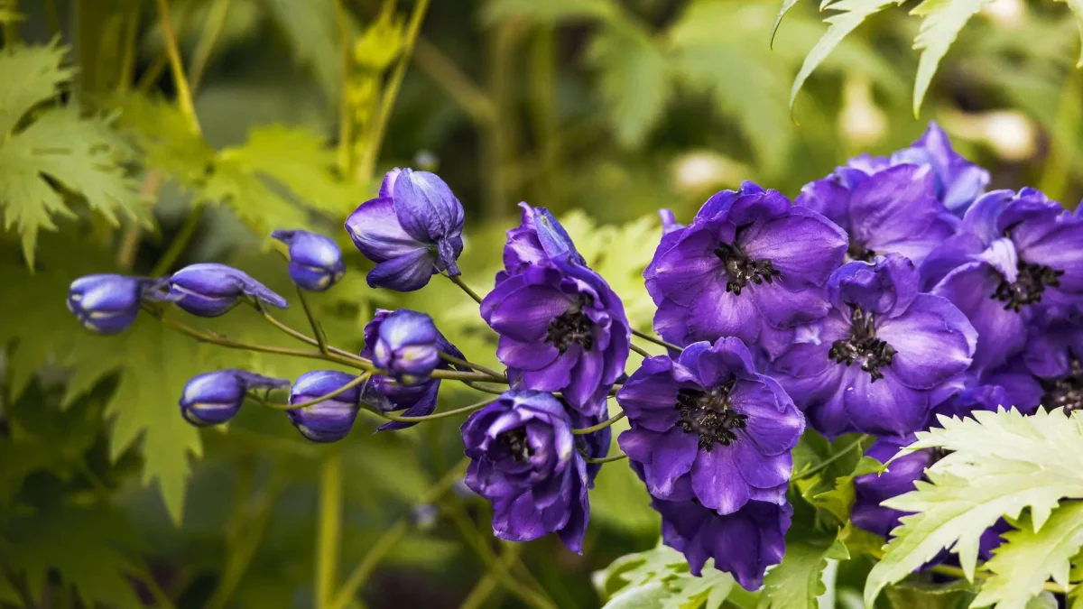 Fleurs bleu roi de delphinium en pleine floraison dans un jardin pérenne