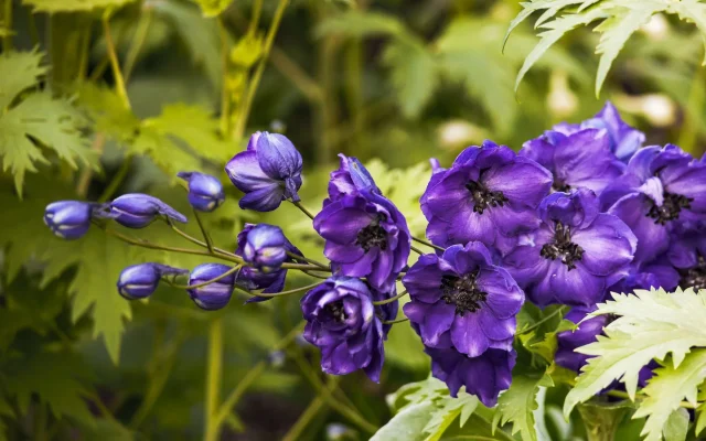 Delphinium : reconnaître et observer le pied-d&rsquo;alouette au fil des saisons