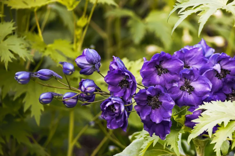 Delphinium : reconnaître et observer le pied-d&rsquo;alouette au fil des saisons
