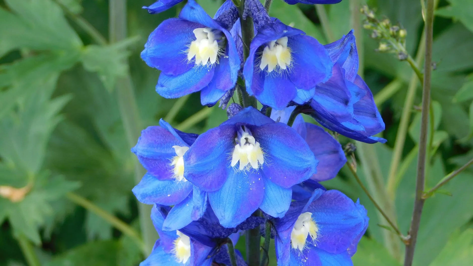 Delphiniums bleus en fleurs dans un jardin avec vivaces ornementales