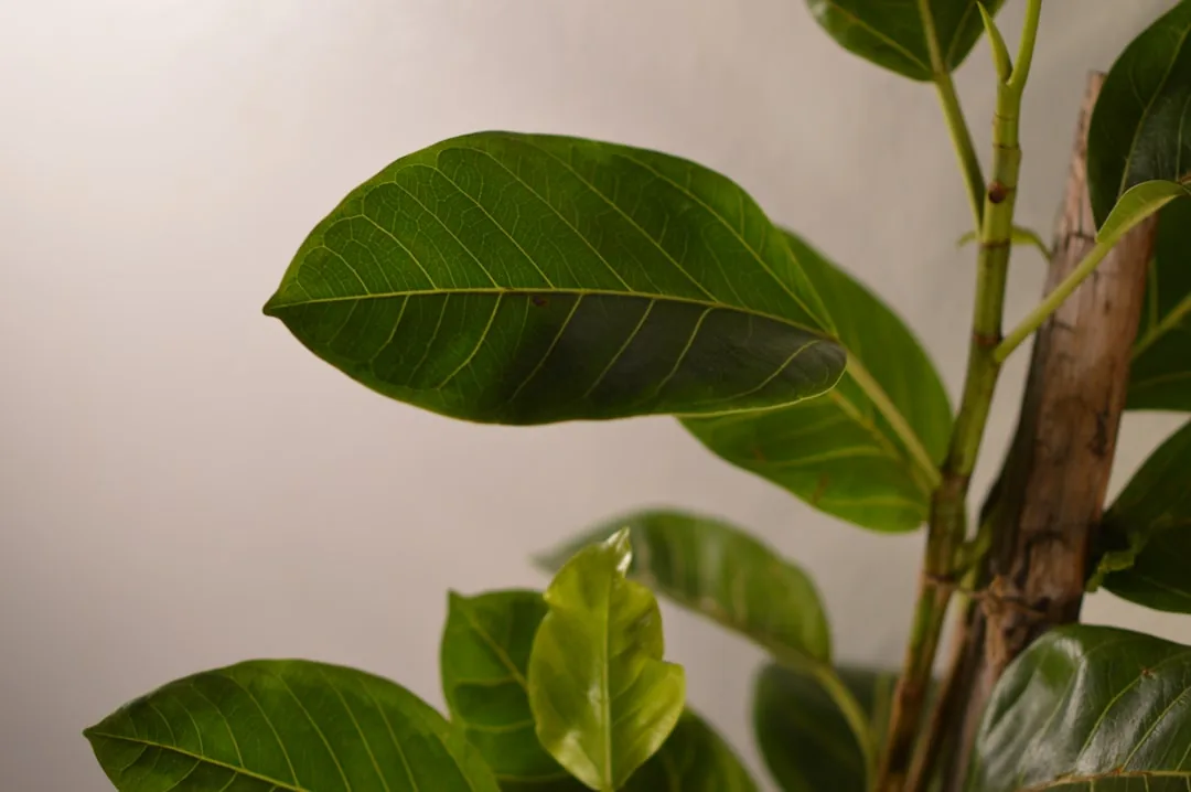 Feuillage vert du ficus benjamina sur mur blanc interieur