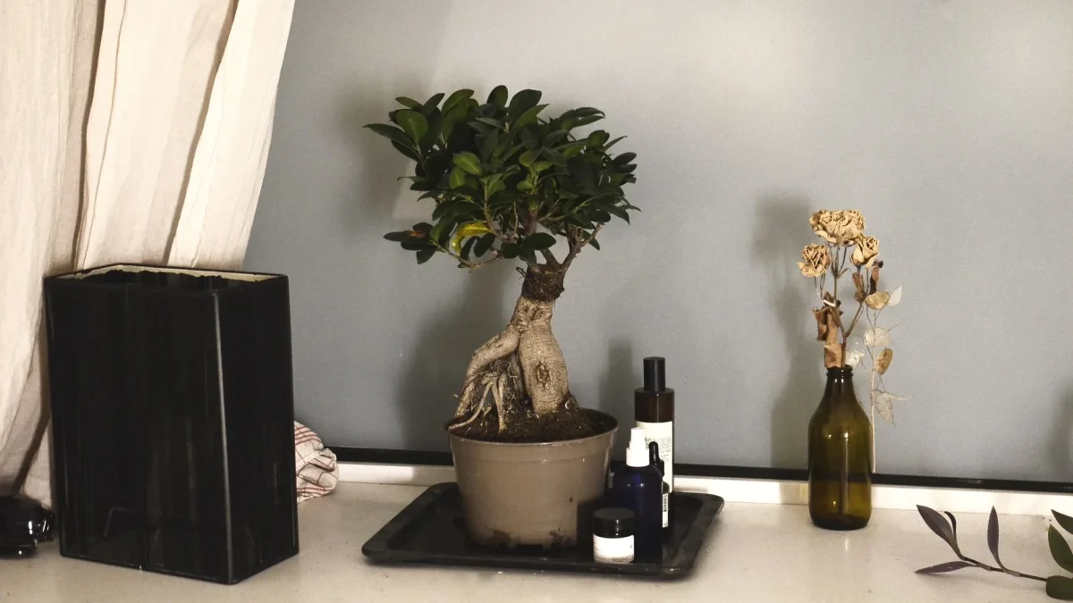 Ficus benjamina : observer, reconnaître et cultiver le ficus pleureur