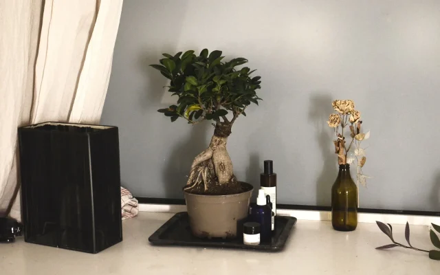 Ficus benjamina : observer, reconnaître et cultiver le ficus pleureur