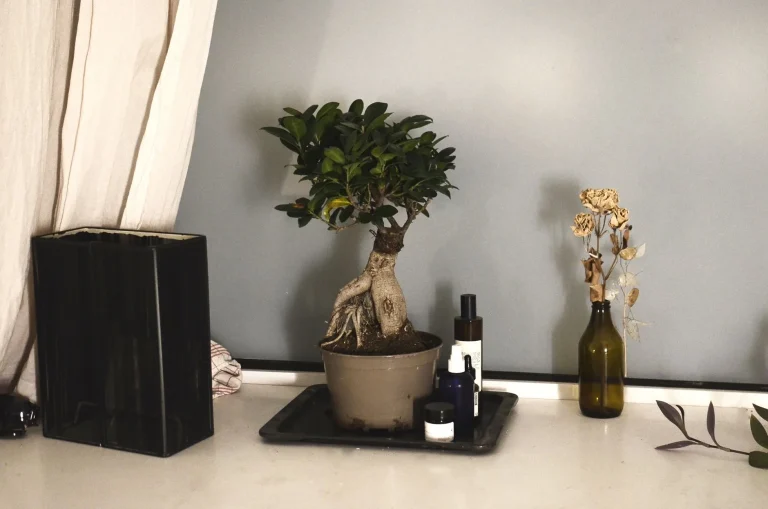Ficus benjamina : observer, reconnaître et cultiver le ficus pleureur