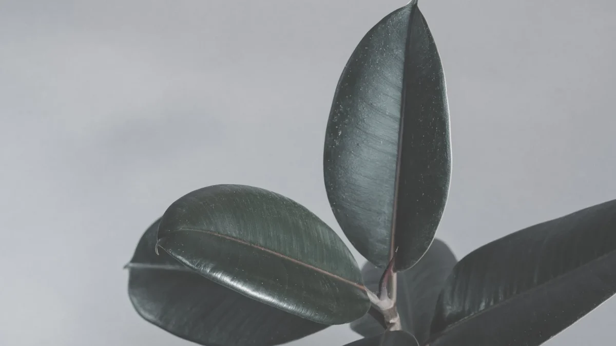 Ficus elastica : le caoutchouc tropical, de la forêt d’Asie à l’intérieur