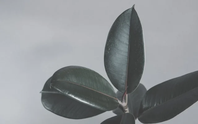 Ficus elastica : le caoutchouc tropical, de la forêt d’Asie à l’intérieur