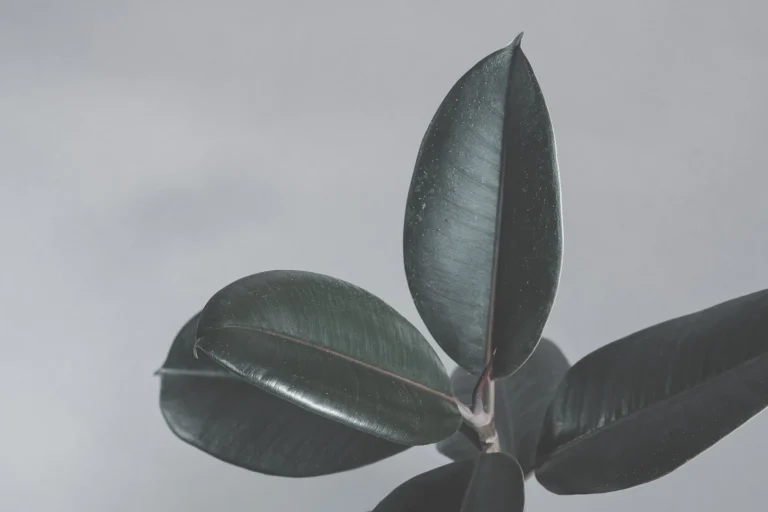 Ficus elastica : le caoutchouc tropical, de la forêt d&rsquo;Asie à l&rsquo;intérieur