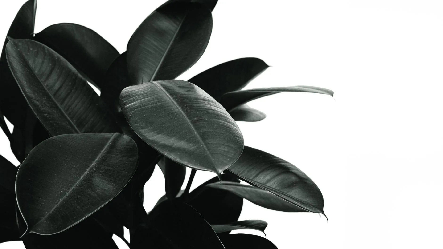 Gros plan noir et blanc des feuilles du ficus elastica mettant en évidence texture naturelle