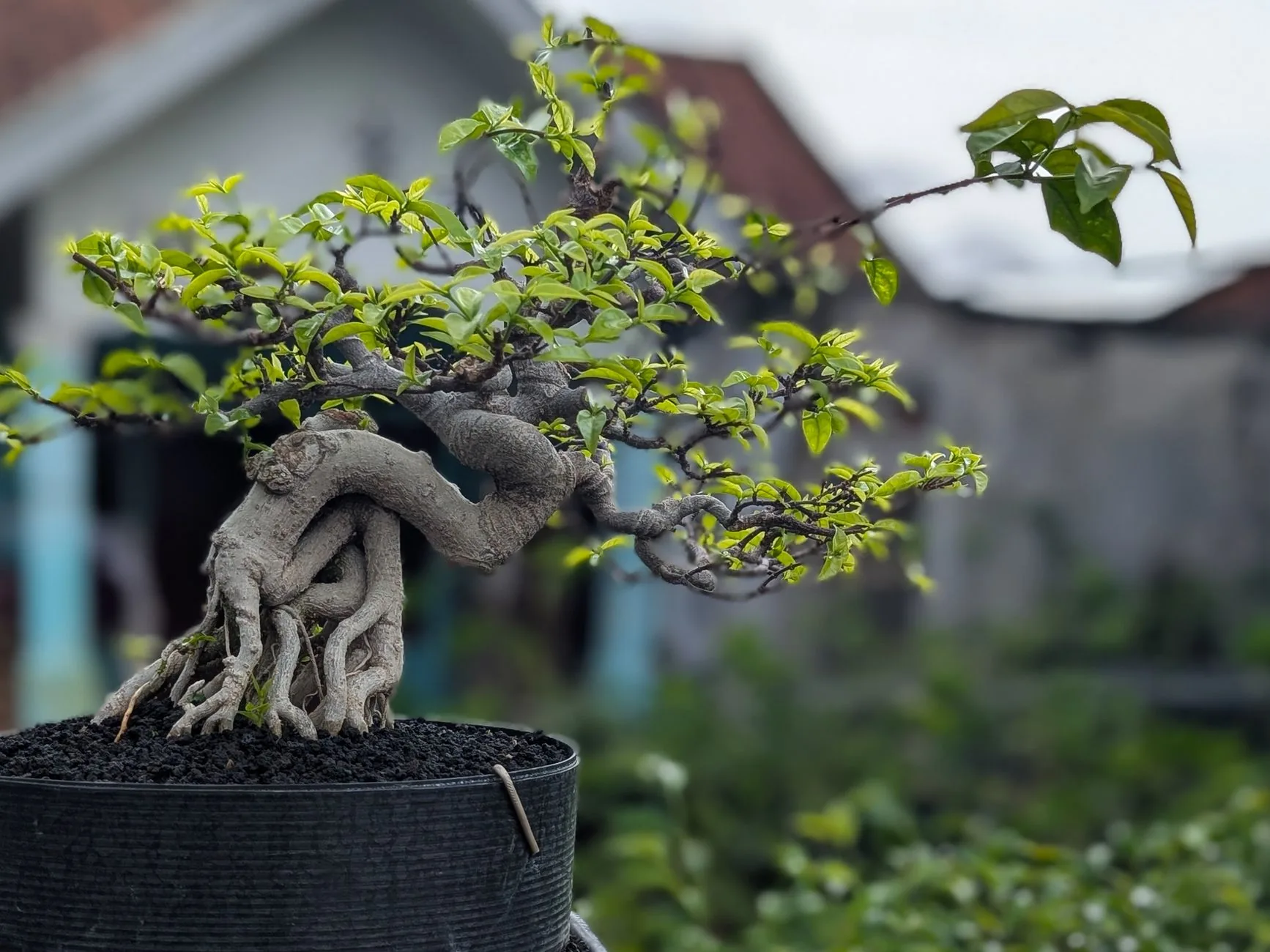 Ficus ginseng bonsaï avec racines apparentes et feuillage vert dense en intérieur