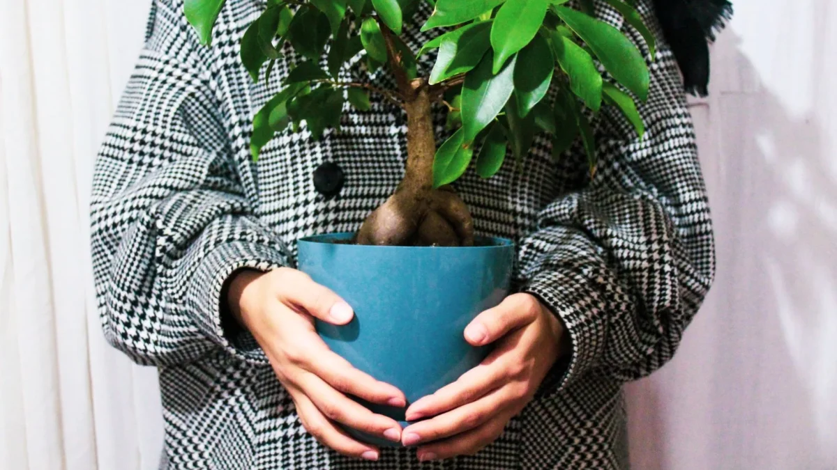 Ficus ginseng (Ficus microcarpa) : observation, culture et cycles saisonniers