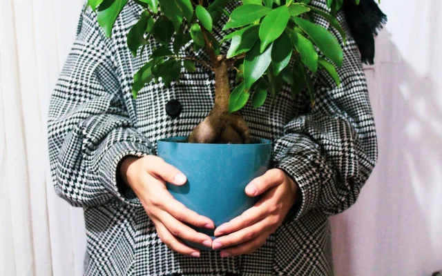 Ficus ginseng (Ficus microcarpa) : observation, culture et cycles saisonniers