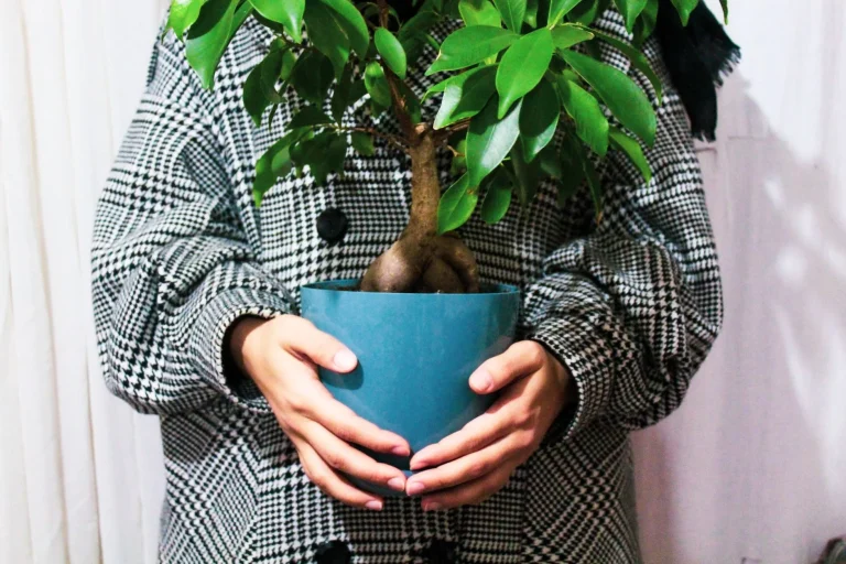 Ficus ginseng (Ficus microcarpa) : observation, culture et cycles saisonniers