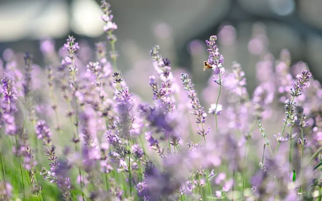 Fleurs et arômes : pourquoi certaines fleurs parfument et comment les observer au fil des saisons